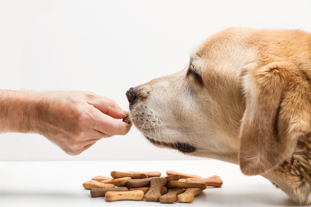 Perro comiendo sus galletas