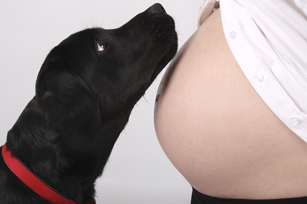 Perro sobre barriga de embarazada