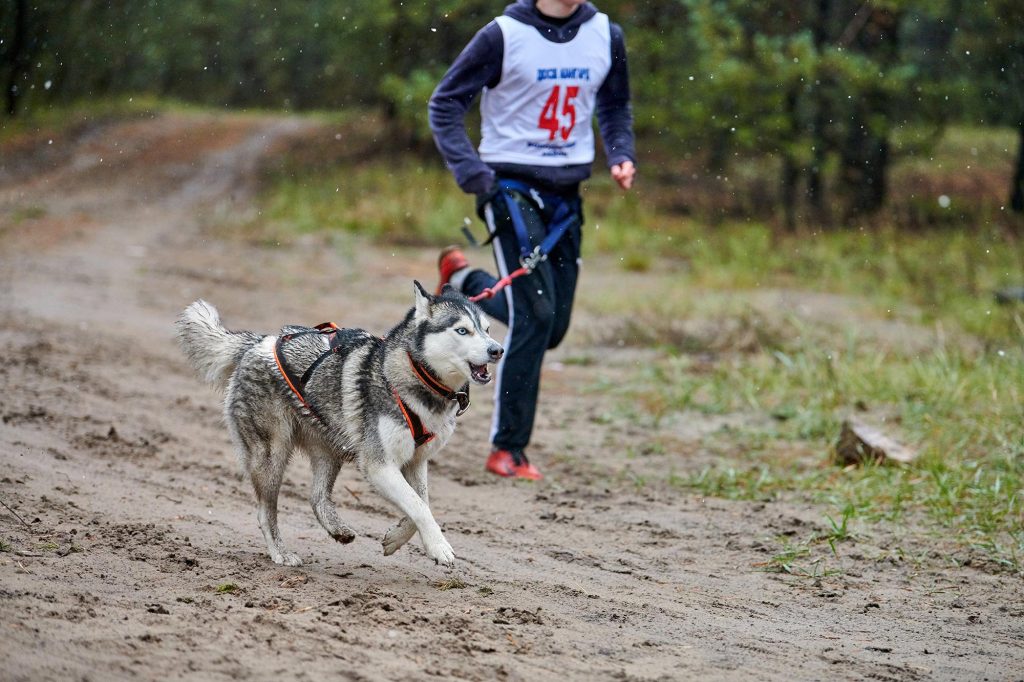 Perro con atleta corriendo por la montaña