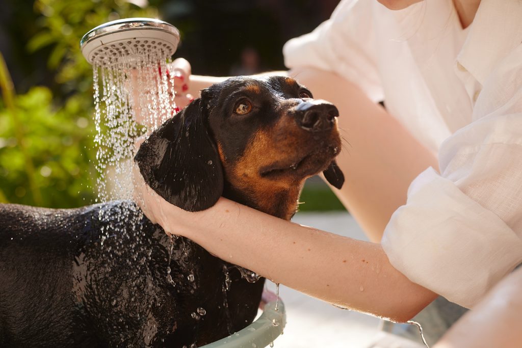 Persona bañando a su perro