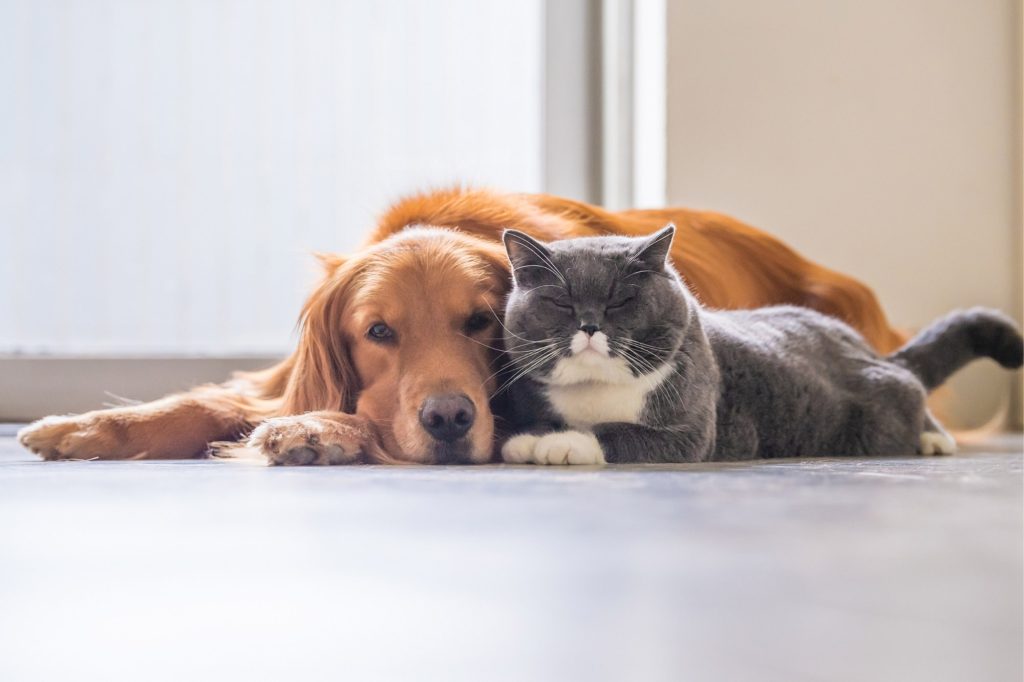 Gato y perro tumbados juntos