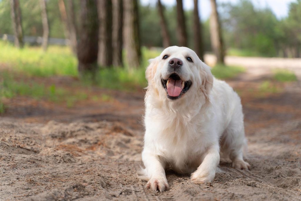 Perro blanco feliz en el bosque