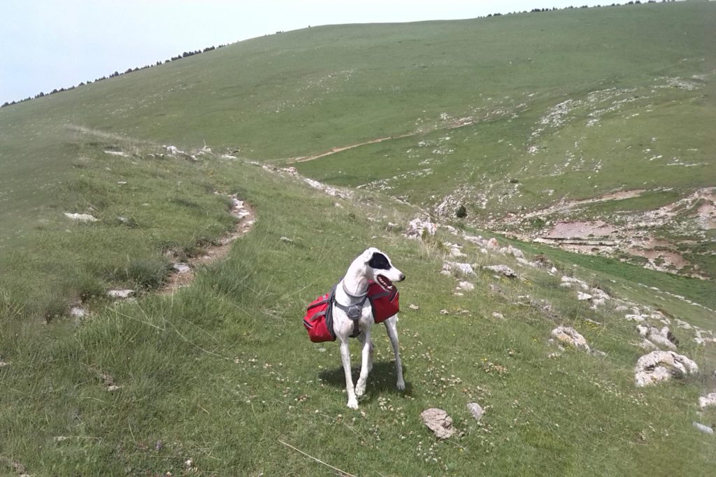 Perro equipado para ir a la montaña