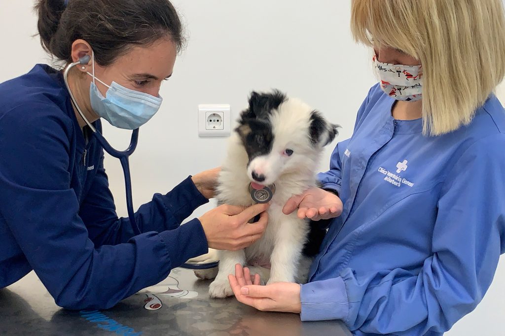 Equipo de la Clínica Veterinària General atendiendo un perro